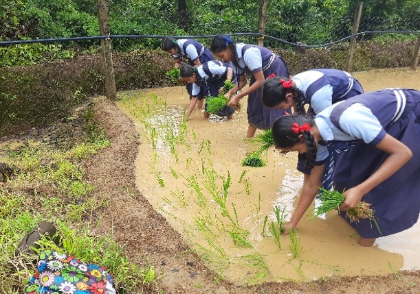 Paddy Field Visit